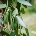 Elevation haavo vanilla _ From Flower to Pod_ The Extraordinary Journey of Madagascar Vanilla