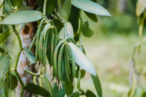 Elevation haavo vanilla _ From Flower to Pod_ The Extraordinary Journey of Madagascar Vanilla