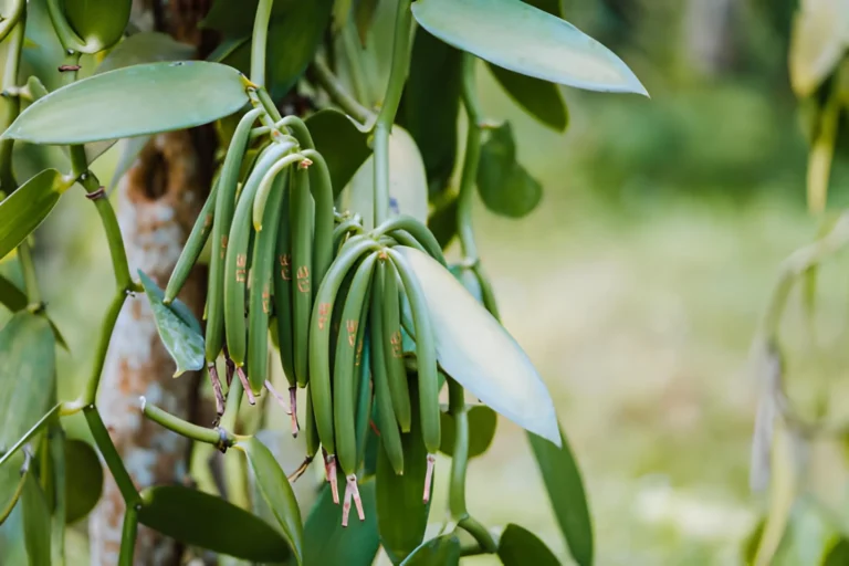 Elevation haavo vanilla _ From Flower to Pod_ The Extraordinary Journey of Madagascar Vanilla
