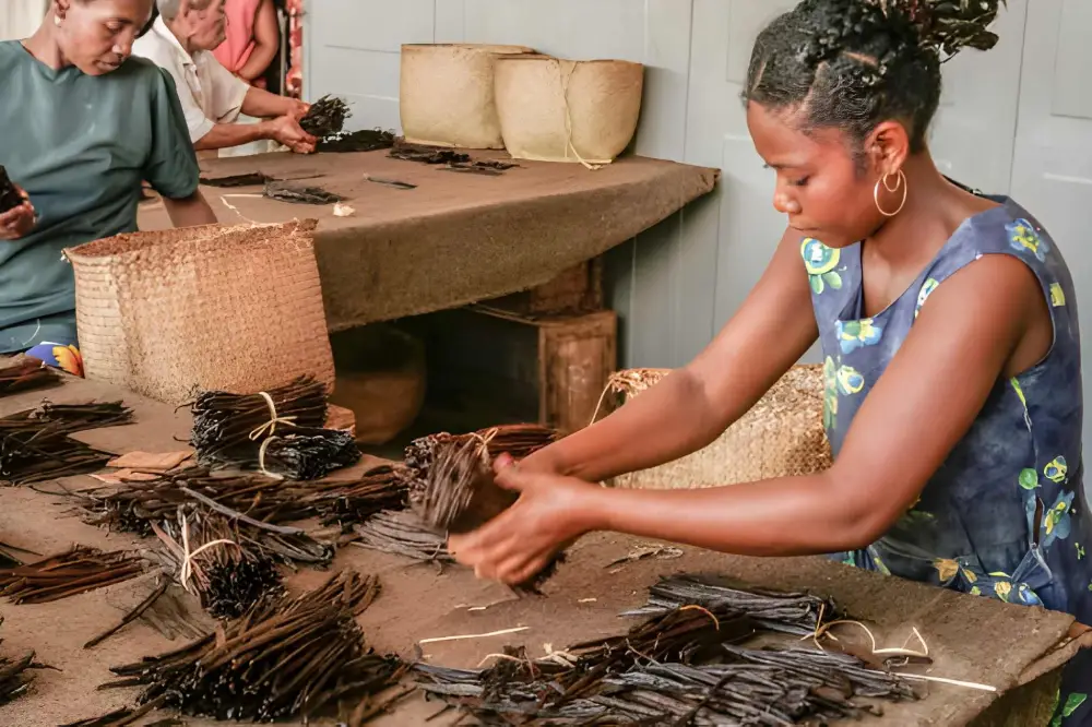 The Art of Vanilla Curing_ From Green Bean to Black Gold